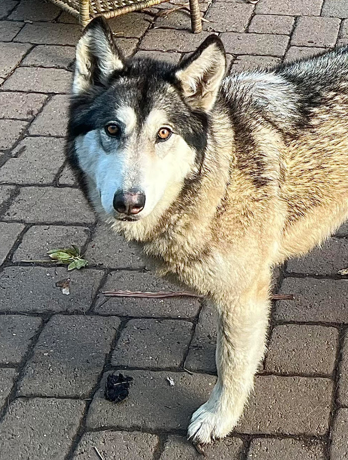 Timber wolf best sale and husky mix