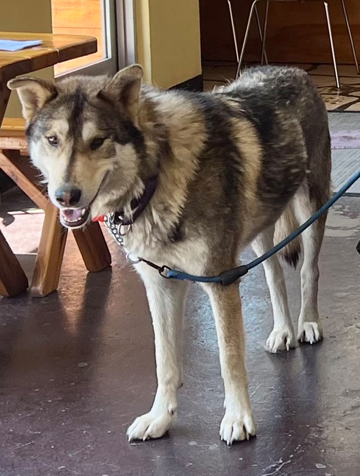 Crux pets_Banyan dog husky adoptions