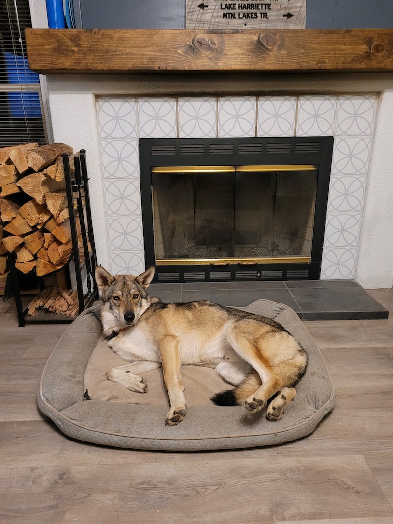Cedar dog adoption