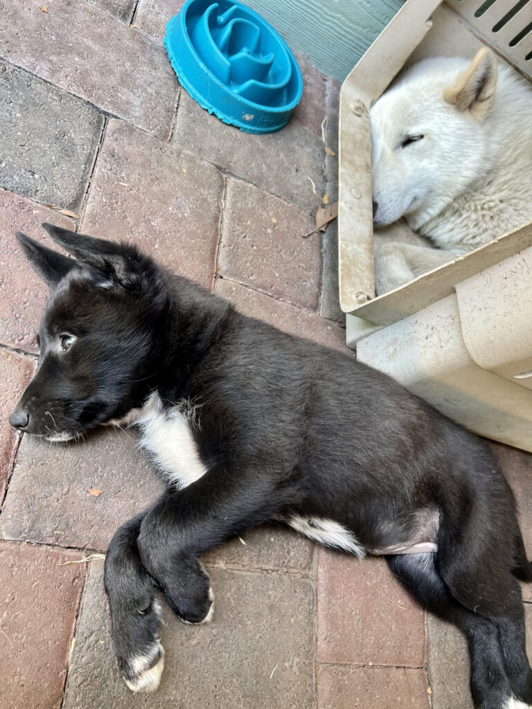 Sugar puppy adoption