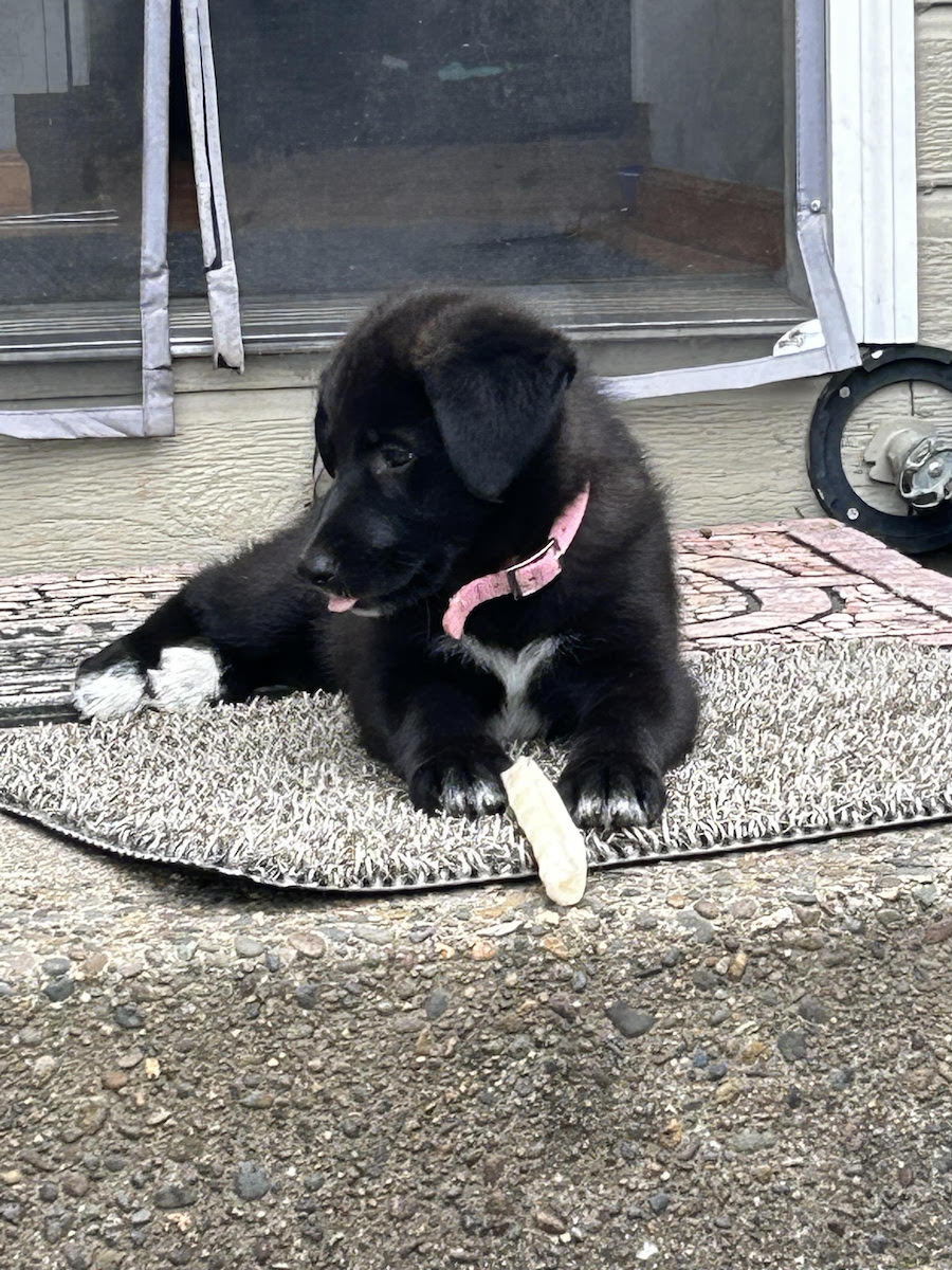 pepper puppy adoptions