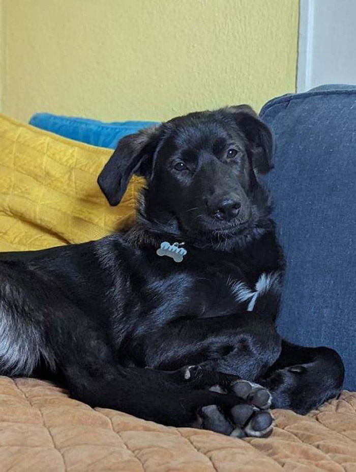 adultcocoa_scaled dog adoption