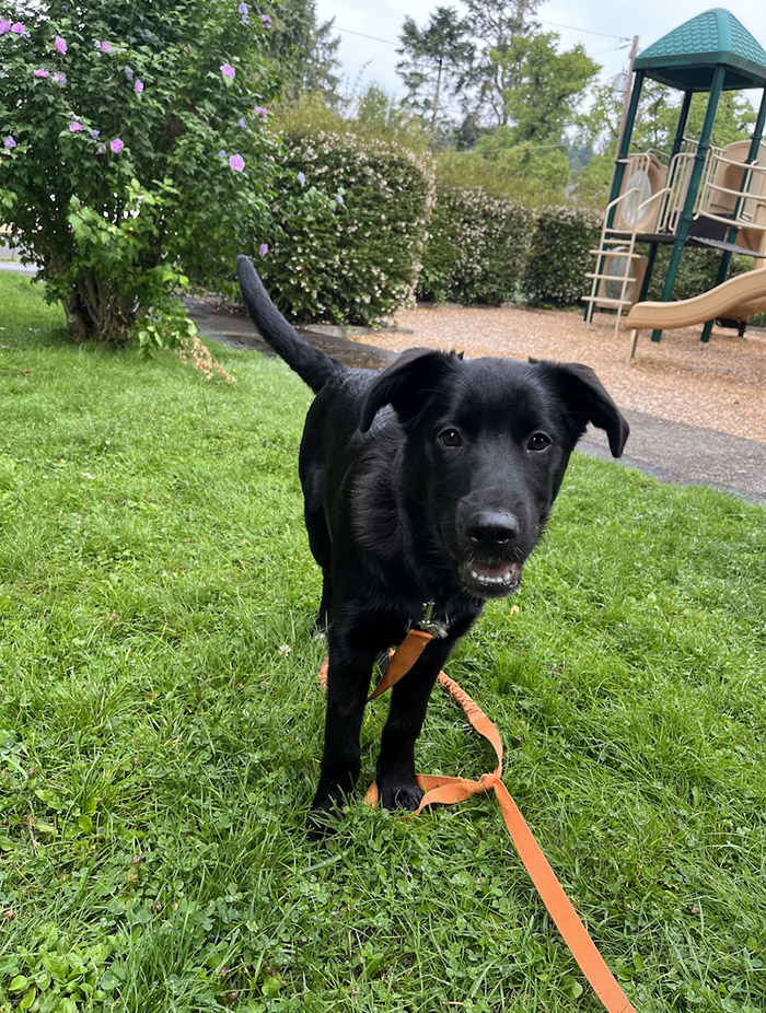 black dog scaled pet adoption